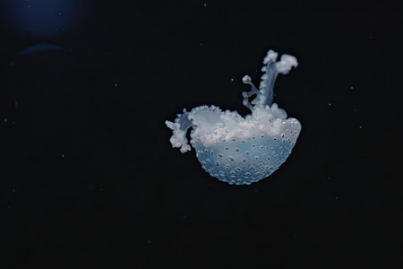 A large blue jellyfish swimming in the dark water with its tentacles trailing behind.