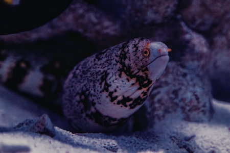 This image shows a close-up of an eel with a white body with black spots and stripes.
