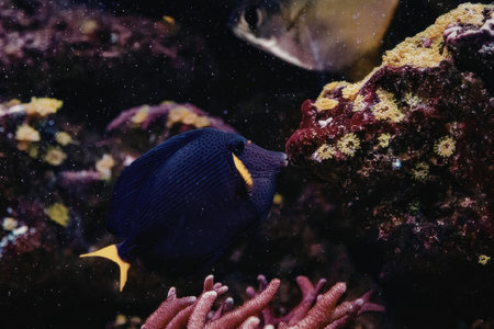 A purple fish with yellow fins swims near a coral reef, showcasing the beauty of marine life.