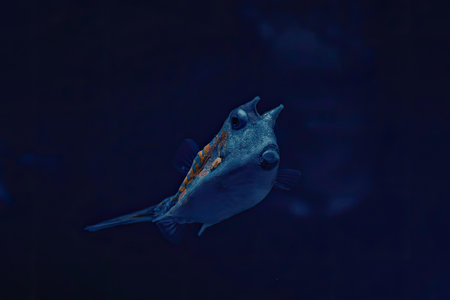 A small fish with a white body and orange stripe swimming in the ocean, likely a species of tropical...