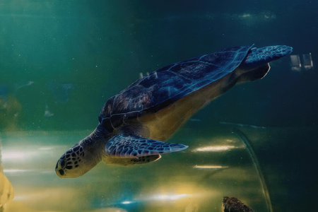 A sea turtle swimming in the ocean with its flippers outstretched, surrounded by green water and sunlight filtering through.の写真素材