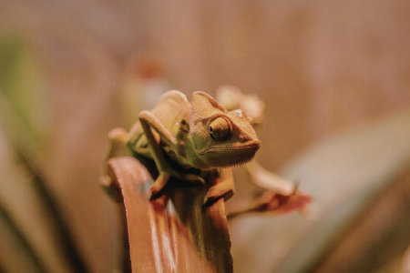 A small green reptile sitting on a plant with red flowers and green leaves
