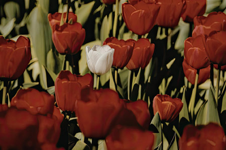 A close-up photo of a field of vibrant red tulips with one white tulip standing out among them.