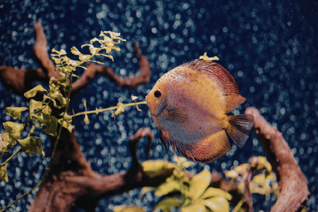 A close-up shot of a bright orange fish with red and blue scales swimming in an aquarium with green...