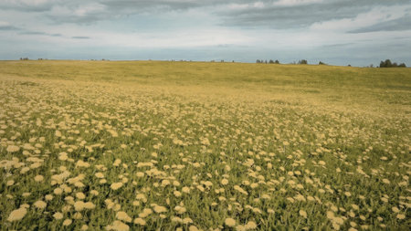 A serene landscape featuring a vast field filled with yellow flowers under a cloudy sky.