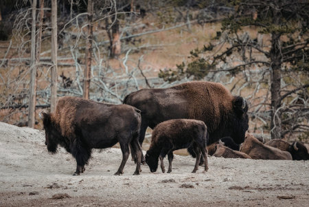 A large bison and two smaller ones, likely a calf and a younger bison, are seen grazing on a sandy...