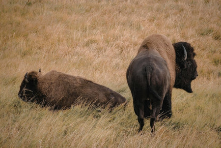 Two bison are seen in a field, one lying down and the other standing.