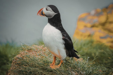 A puffin stands on a grassy rock, showcasing its distinctive black and white feathers, orange beak...