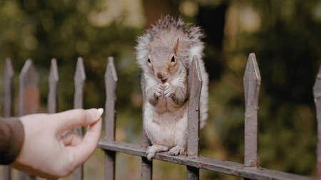 A squirrel is eating from a person's hand over a fence