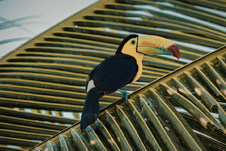 A vibrant toucan with a large, colorful beak perched on a palm leaf, showcasing its bright plumage and distinctive features.の写真素材