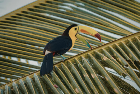 A vibrant toucan with a large, colorful beak perched on a palm leaf, showcasing its bright plumage...