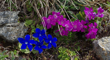 Endemic plants of high altitude: Gentiana verna, Primula hirsuta. Italian Alps mountains.の写真素材