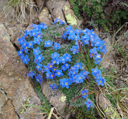 Arctic alpine forget-me-not, Eritrichium nanum. It is a circumpolar alpine cushion plant That grows in the Alps and in the Rocky mountains.の写真素材