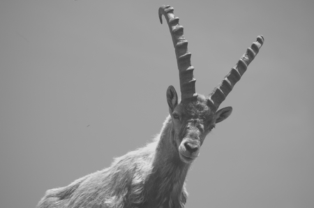 steinbockの写真素材