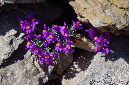 Flowers of Linaria alpina. It is a circumpolar plant That grow at high elevations in the Alps.の写真素材
