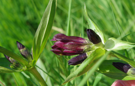 Detail of Gentiana purpureaの写真素材