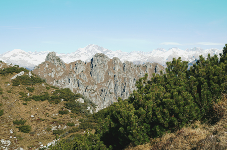 Italian Alps - Bergamasque Prealps and plants of mountain pineの写真素材