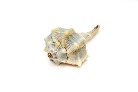 Aporrhais pespelecani, seashell isolated on white