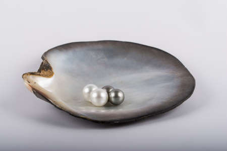 Four big tahitian pearls in a oysterの写真素材