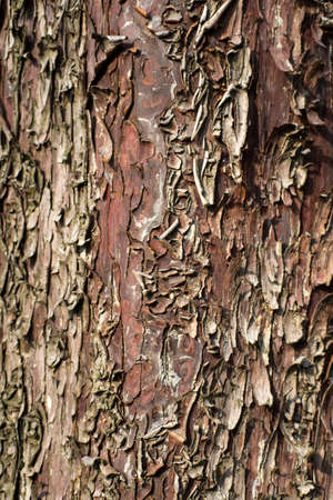 Corteccia di albero mortoの写真素材