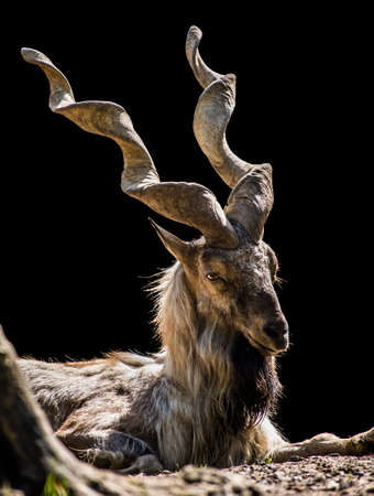 Markorの写真素材