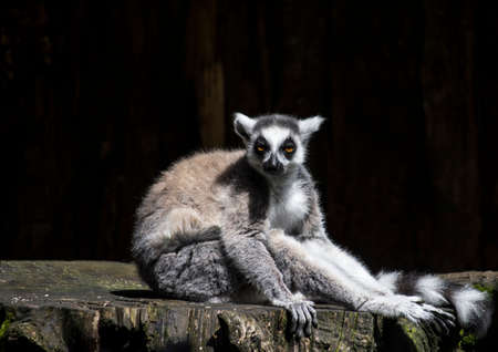 Lemur cattaの写真素材