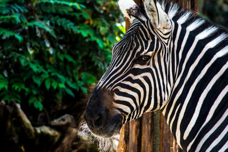 Profile of zebraの写真素材