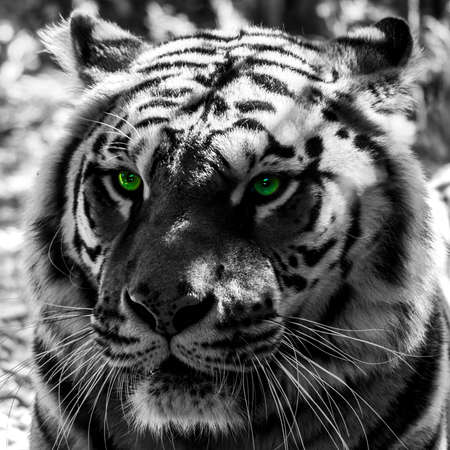 The eyes of the tigerの写真素材