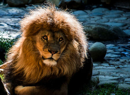 Portrait of a lionの写真素材