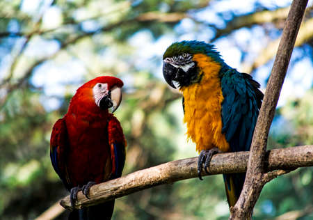 Couple of parrotsの写真素材