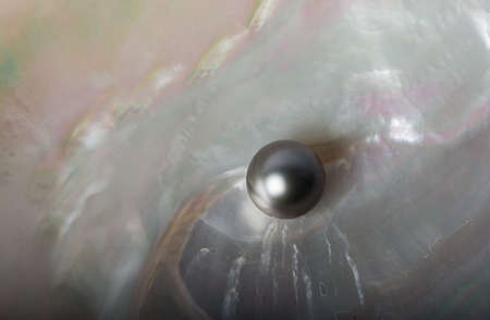 Tahitiam pearla in the oysterの写真素材