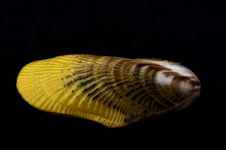 Rare beautiful shell isolated in black background