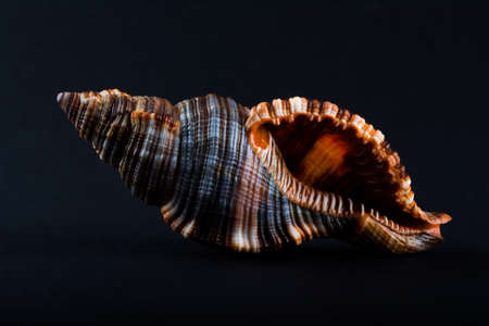 Rare beautiful shell isolated in black backgroundの写真素材