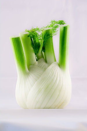 closeup of a fresh fennelの写真素材