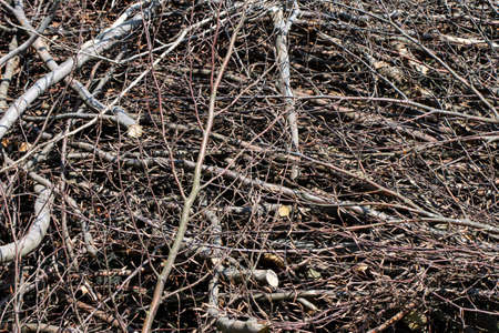 bundle of freshly cut firewoodの写真素材