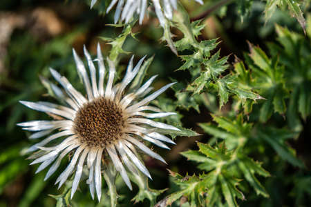 closeup of a thistle and its thorny leavesの写真素材
