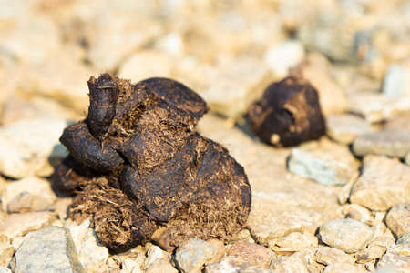 pile of horse poop on mountain trailの写真素材