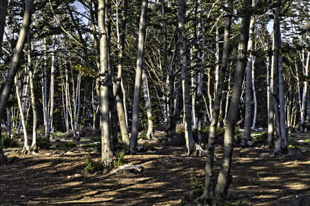 dense forest in the mountainsの写真素材