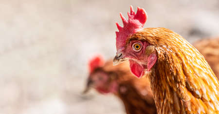 detail of hen muzzle with amazed expressionの写真素材