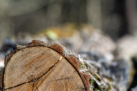 section of tree trunkの写真素材
