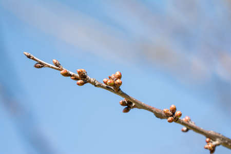 just blooming cherry blossomsの写真素材