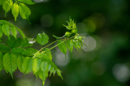 enlargement of a new spruce shoot