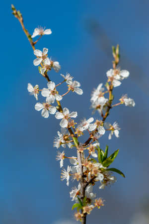 just blooming cherry blossomsの写真素材