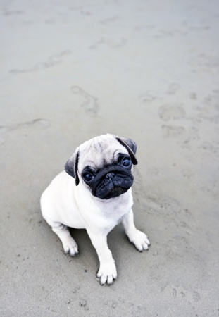 Puppy on sand の写真素材