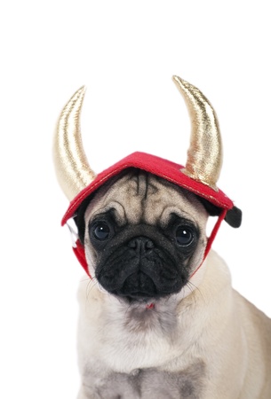 Pug puppy dressed up as a devilの写真素材