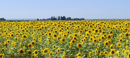 Panorama of a sunflower agricultural fieldの写真素材