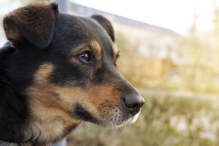 Head of german shepherd dog in profile with an alert loving expression の写真素材