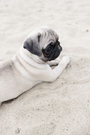 Cute pug puppy on  sandの写真素材
