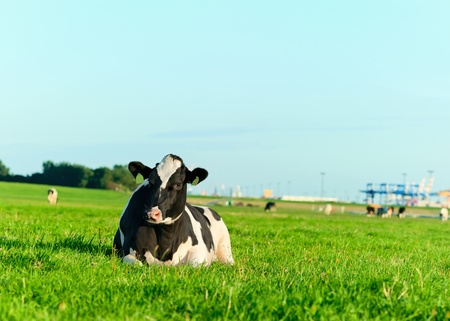 Holstein dairy cow lying on grassの写真素材