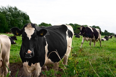Curious black and white Holstein cowの写真素材